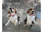 Beagle DOG FOR ADOPTION RGADN-1362853 - Cricket and Tilley - Beagle (short coat)