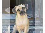 Pug DOG FOR ADOPTION RGADN-1362854 - Adele - Pug Dog For Adoption