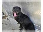 Chow Chow Mix DOG FOR ADOPTION RGADN-1362877 - *PONZU - Chow Chow / Mixed