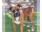 Boxer Mix DOG FOR ADOPTION RGADN-1362879 - *RUDY - Boxer / Mixed (medium coat)