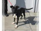 American Staffordshire Terrier DOG FOR ADOPTION RGADN-1362891 - SZN 2 EPISODE 12