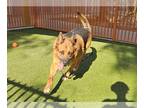 Golden Shepherd DOG FOR ADOPTION RGADN-1362900 - RUSTY - German Shepherd Dog /