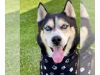 Siberian Husky DOG FOR ADOPTION RGADN-1362904 - TITAN - Siberian Husky (medium