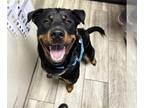 Rottweiler DOG FOR ADOPTION RGADN-1362916 - WOLFIE - Rottweiler (medium coat)