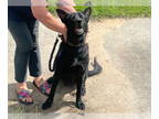 German Shepherd Dog DOG FOR ADOPTION RGADN-1362918 - TALIA - German Shepherd Dog