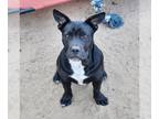 American French Bull Terrier DOG FOR ADOPTION RGADN-1362947 - Brewster - French