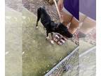 German Shepherd Dog Mix DOG FOR ADOPTION RGADN-1362981 - KITANA - German