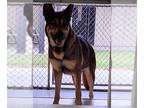 German Shepherd Dog Mix DOG FOR ADOPTION RGADN-1362993 - STELLA - German