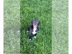 Labrador Retriever Mix DOG FOR ADOPTION RGADN-1363009 - Dani (NY-Emily) -