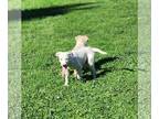 Golden Labrador DOG FOR ADOPTION RGADN-1363018 - Mr. Green (NY-Emily) - Golden