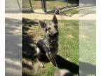 German Shepherd Dog DOG FOR ADOPTION RGADN-1363022 - Valor - German Shepherd Dog