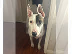 Bull Terrier DOG FOR ADOPTION RGADN-1363024 - Chica - Bull Terrier (short coat)