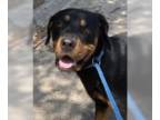 Rottweiler DOG FOR ADOPTION RGADN-1363030 - Happy - Rottweiler Dog For Adoption