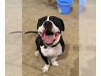 American Pit Bull Terrier Mix DOG FOR ADOPTION RGADN-1363056 - BROWSER - Pit