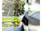 Havanese Mix DOG FOR ADOPTION RGADN-1363070 - Jake - Havanese / Terrier / Mixed