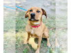 Labrador Retriever Mix DOG FOR ADOPTION RGADN-1363079 - Marley - Labrador
