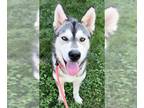 Siberian Husky Mix DOG FOR ADOPTION RGADN-1363130 - *RIVER - Siberian Husky /