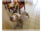 American Staffordshire Terrier DOG FOR ADOPTION RGADN-1363160 - MARY - American