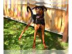Doberman Pinscher Mix DOG FOR ADOPTION RGADN-1363184 - ARLO - Doberman Pinscher