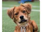 Spaniel Mix DOG FOR ADOPTION RGADN-1363224 - Happy - Jindo (Korean) / Spaniel /