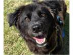 Retriever Mix DOG FOR ADOPTION RGADN-1363236 - Chul - Jindo (Korean) / Retriever