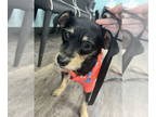 Jack Russell Terrier Mix DOG FOR ADOPTION RGADN-1363256 - gRADY - Jack Russell