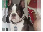 Boston Terrier DOG FOR ADOPTION RGADN-1363291 - Bunchy - Boston Terrier Dog For