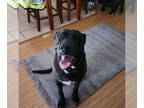 Great Dane-Labrador Retriever Mix DOG FOR ADOPTION RGADN-1363300 - ASTRO - Great