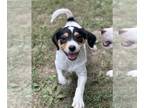 Beagle Mix DOG FOR ADOPTION RGADN-1363305 - Lana - Beagle / Mixed (short coat)