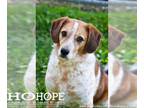 Beagle Mix DOG FOR ADOPTION RGADN-1363317 - Luna - Beagle / Cattle Dog / Mixed