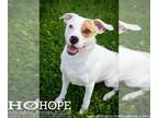 American Staffordshire Terrier-Beagle Mix DOG FOR ADOPTION RGADN-1363330 - Simba