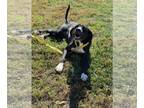 Great Dane-Labrador Retriever Mix DOG FOR ADOPTION RGADN-1363331 - Tippi - Great