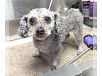 Poodle (Miniature) DOG FOR ADOPTION RGADN-1363340 - Blu - Poodle (Miniature)