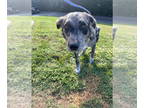 Catahoula Leopard Dog Mix DOG FOR ADOPTION RGADN-1363346 - Happy - Catahoula
