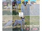 Boxer Mix DOG FOR ADOPTION RGADN-1363361 - Sicily - Boxer / Hound / Mixed (short