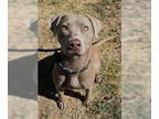 Labmaraner DOG FOR ADOPTION RGADN-1363410 - DIAMOND - Labrador Retriever /
