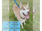 Siberian Husky DOG FOR ADOPTION RGADN-1363411 - SCARLETT - Siberian Husky