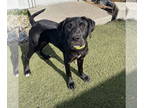 Boxador DOG FOR ADOPTION RGADN-1363435 - Ginger Spice - Labrador Retriever /