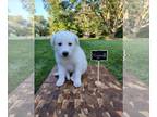 Mix DOG FOR ADOPTION RGADN-1363449 - Mozzarella. New name: Bear *PENDING* -