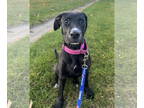 Boxador DOG FOR ADOPTION RGADN-1363536 - Baby Spice - Labrador Retriever / Boxer