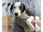 Retriever Mix DOG FOR ADOPTION RGADN-1363538 - Kit 40369 - Retriever / Mixed