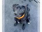 Boxador DOG FOR ADOPTION RGADN-1363542 - Scary Spice - Labrador Retriever /