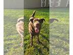 Mix DOG FOR ADOPTION RGADN-1363596 - Duckie - Chocolate Labrador Retriever