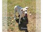 Labrador Retriever Mix DOG FOR ADOPTION RGADN-1363652 - Breeze - Labrador