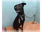 Labrador Retriever Mix DOG FOR ADOPTION RGADN-1363695 - MADDIE - Labrador