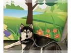Huskies Mix DOG FOR ADOPTION RGADN-1363700 - HALO - Husky / Mixed (medium coat)