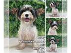 Havallon DOG FOR ADOPTION RGADN-1363775 - Dobby from Korea - Papillon / Havanese