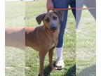 Feist Terrier-Mountain Cur Mix DOG FOR ADOPTION RGADN-1363787 - Hedwig -