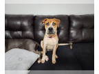 Coonhound Mix DOG FOR ADOPTION RGADN-1363796 - Laney - Coonhound / Mixed Dog For