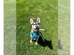 Huskies Mix DOG FOR ADOPTION RGADN-1363800 - Bandit - Husky / Mixed Dog For